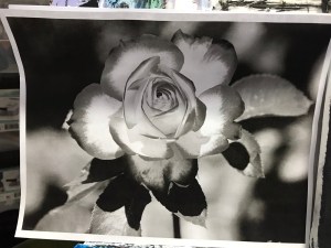 Pixabay reference image for B&W Rose